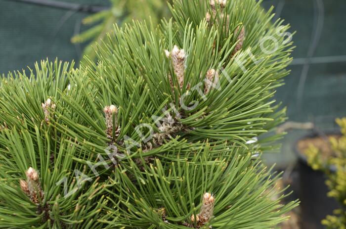 Borovice bělokorá 'Malinki' - Pinus heldreichii 'Malinki'
