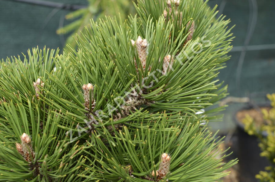 Borovice bělokorá 'Malinki' - Pinus heldreichii 'Malinki'