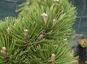 Borovice bělokorá 'Malinki' - Pinus heldreichii 'Malinki'