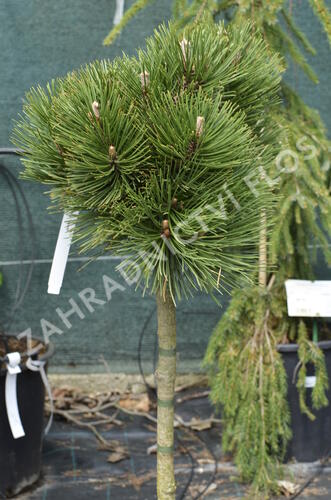 Borovice bělokorá 'Malinki' - Pinus heldreichii 'Malinki'