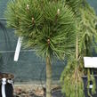 Borovice bělokorá 'Malinki' - Pinus heldreichii 'Malinki'
