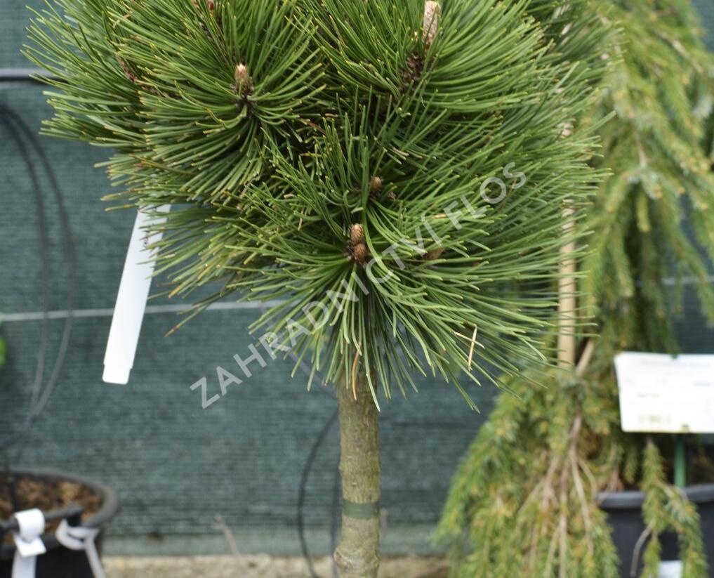 Borovice bělokorá 'Malinki' - Pinus heldreichii 'Malinki'