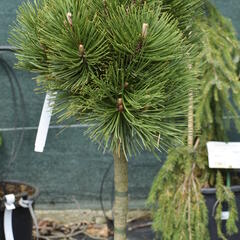 Borovice bělokorá 'Malinki' - Pinus heldreichii 'Malinki'