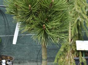 Borovice bělokorá 'Malinki' - Pinus heldreichii 'Malinki'