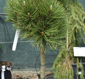 Borovice bělokorá 'Malinki' - Pinus heldreichii 'Malinki'