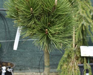 Borovice bělokorá 'Malinki'