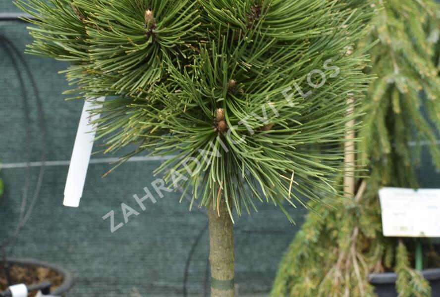 Borovice bělokorá 'Malinki' - Pinus heldreichii 'Malinki'