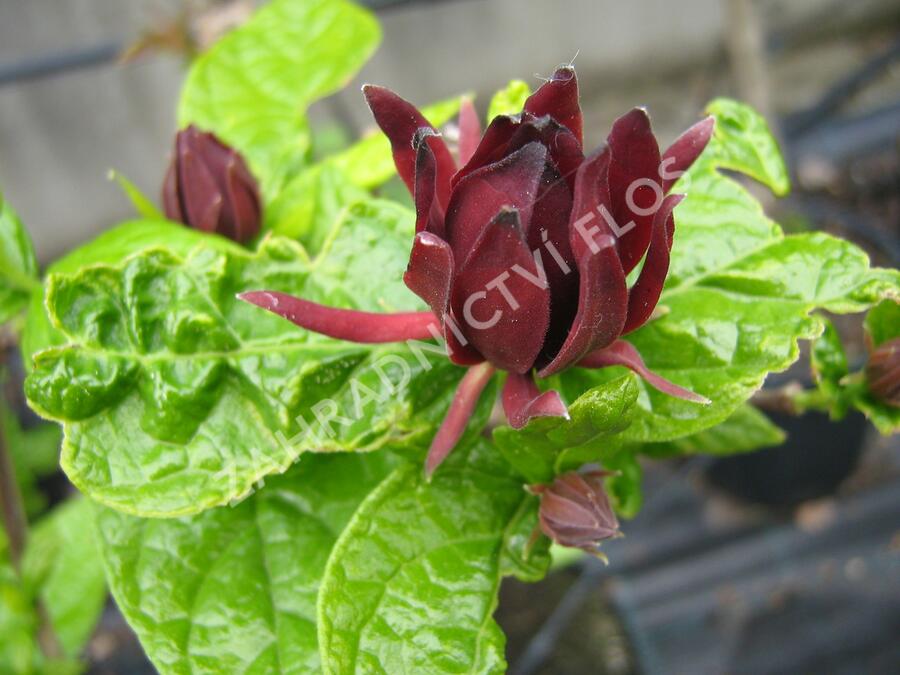 Sazaník květnatý - Calycanthus floridus