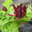 Sazaník květnatý - Calycanthus floridus