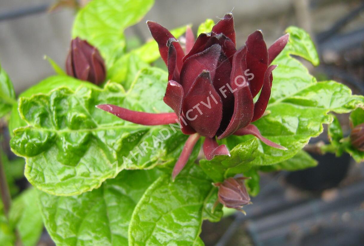 Sazaník květnatý - Calycanthus floridus