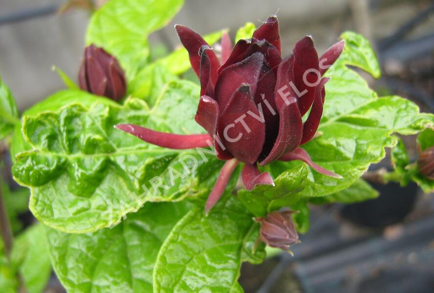 Sazaník květnatý - Calycanthus floridus