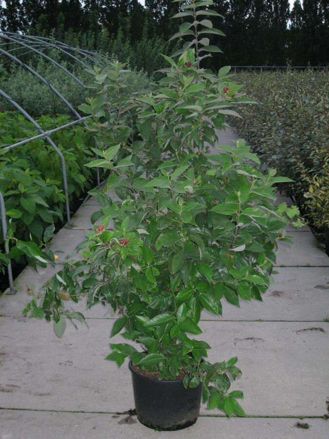 Sazaník květnatý - Calycanthus floridus