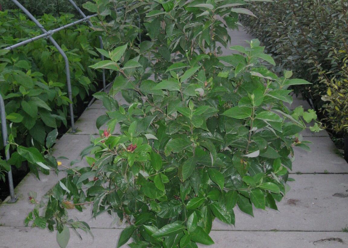 Sazaník květnatý - Calycanthus floridus