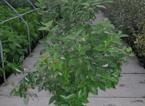Sazaník květnatý - Calycanthus floridus