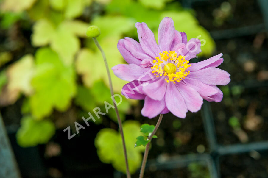 Sasanka japonská 'September Charm' - Anemone hupehensis 'September Charm'