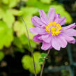 Sasanka japonská 'September Charm' - Anemone hupehensis 'September Charm'