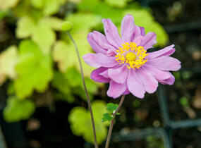 Sasanka hupejská 'September Charm' - Anemone hupehensis 'September Charm'