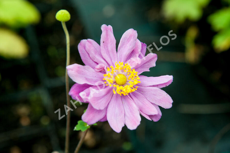 Sasanka japonská 'September Charm' - Anemone hupehensis 'September Charm'