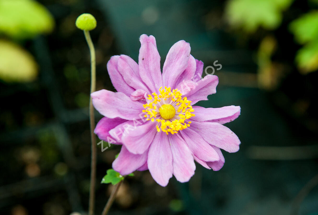 Sasanka hupejská 'September Charm' - Anemone hupehensis 'September Charm'