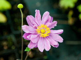Sasanka hupejská 'September Charm' - Anemone hupehensis 'September Charm'