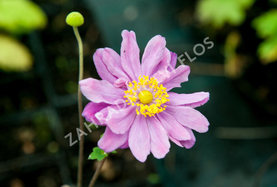 Sasanka hupejská 'September Charm' - Anemone hupehensis 'September Charm'