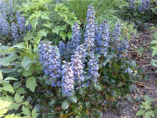 Zběhovec plazivý 'Catlin's Giant' - Ajuga reptans 'Catlin's Giant'