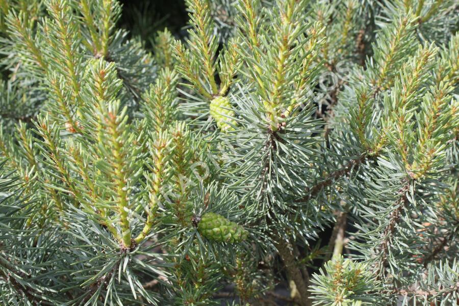 Borovice lesní 'Beuvronensis' - Pinus sylvestris 'Beuvronensis'