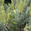 Borovice lesní 'Beuvronensis' - Pinus sylvestris 'Beuvronensis'