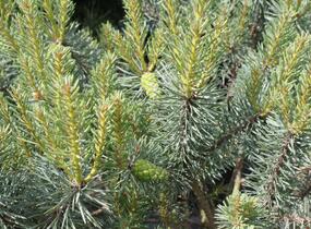 Borovice lesní 'Beuvronensis' - Pinus sylvestris 'Beuvronensis'