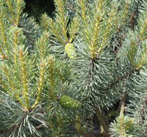 Borovice lesní 'Beuvronensis' - Pinus sylvestris 'Beuvronensis'