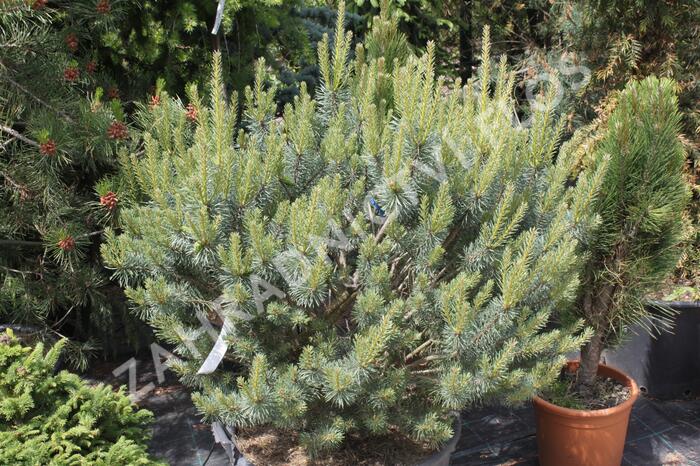 Borovice lesní 'Beuvronensis' - Pinus sylvestris 'Beuvronensis'