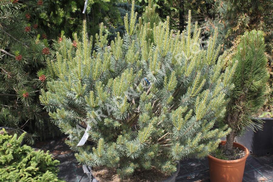 Borovice lesní 'Beuvronensis' - Pinus sylvestris 'Beuvronensis'