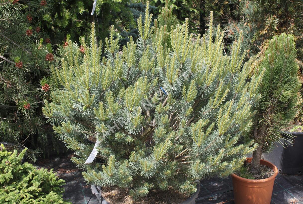 Borovice lesní 'Beuvronensis' - Pinus sylvestris 'Beuvronensis'