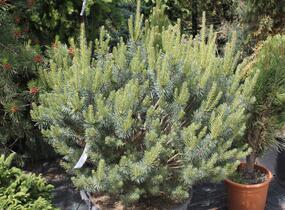Borovice lesní 'Beuvronensis' - Pinus sylvestris 'Beuvronensis'