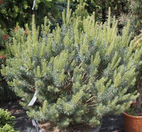 Borovice lesní 'Beuvronensis' - Pinus sylvestris 'Beuvronensis'