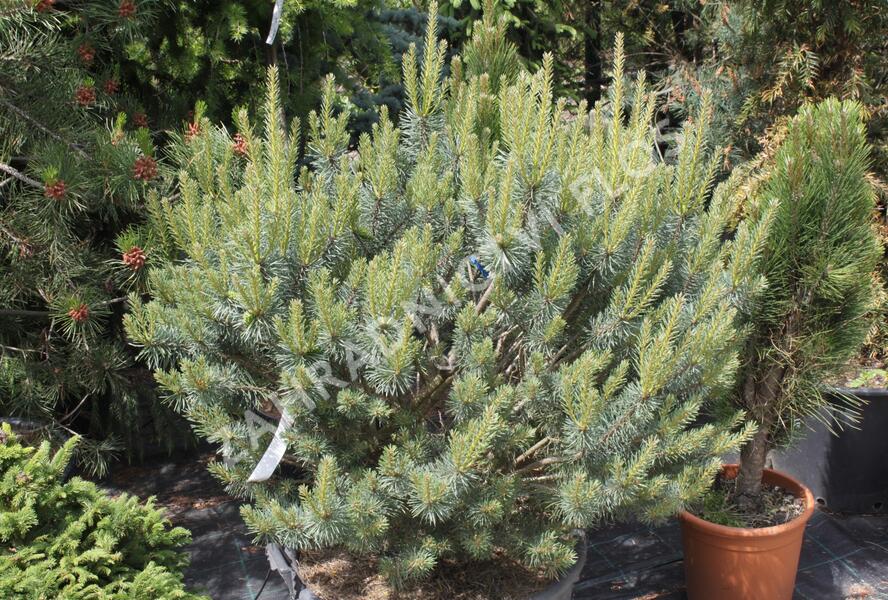 Borovice lesní 'Beuvronensis' - Pinus sylvestris 'Beuvronensis'