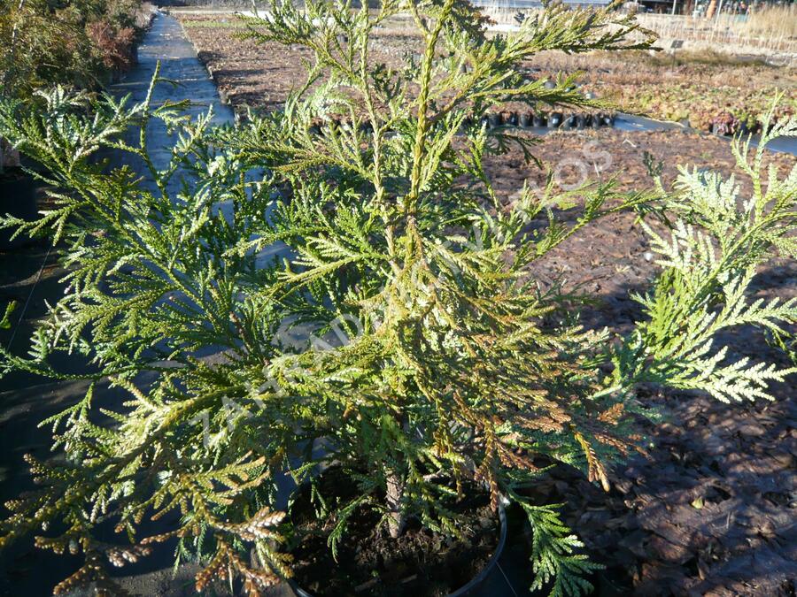 Zeravinec japonský - Thujopsis dolabrata