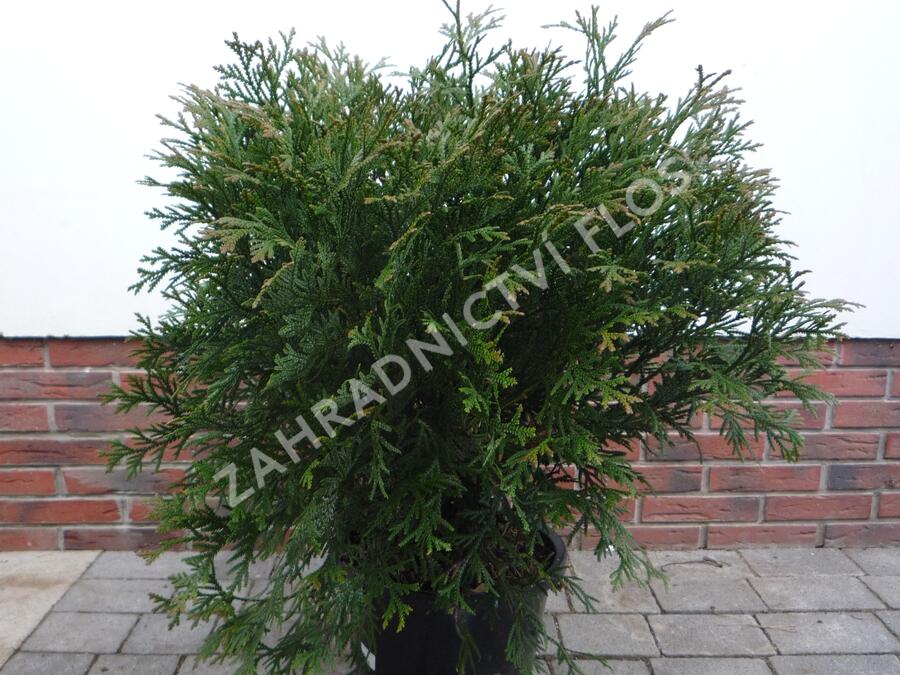 Zeravinec japonský - Thujopsis dolabrata