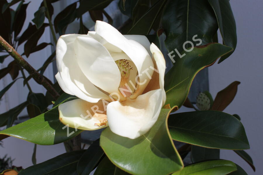 Šácholan velkokvětý 'Gallissoniensis' - Magnolia grandiflora 'Gallissoniensis'