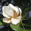 Šácholan velkokvětý 'Gallissoniensis' - Magnolia grandiflora 'Gallissoniensis'