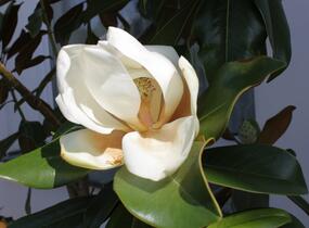 Šácholan velkokvětý 'Gallissoniensis' - Magnolia grandiflora 'Gallissoniensis'