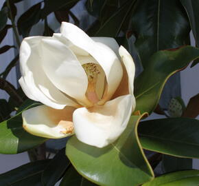 Šácholan velkokvětý 'Gallissoniensis' - Magnolia grandiflora 'Gallissoniensis'