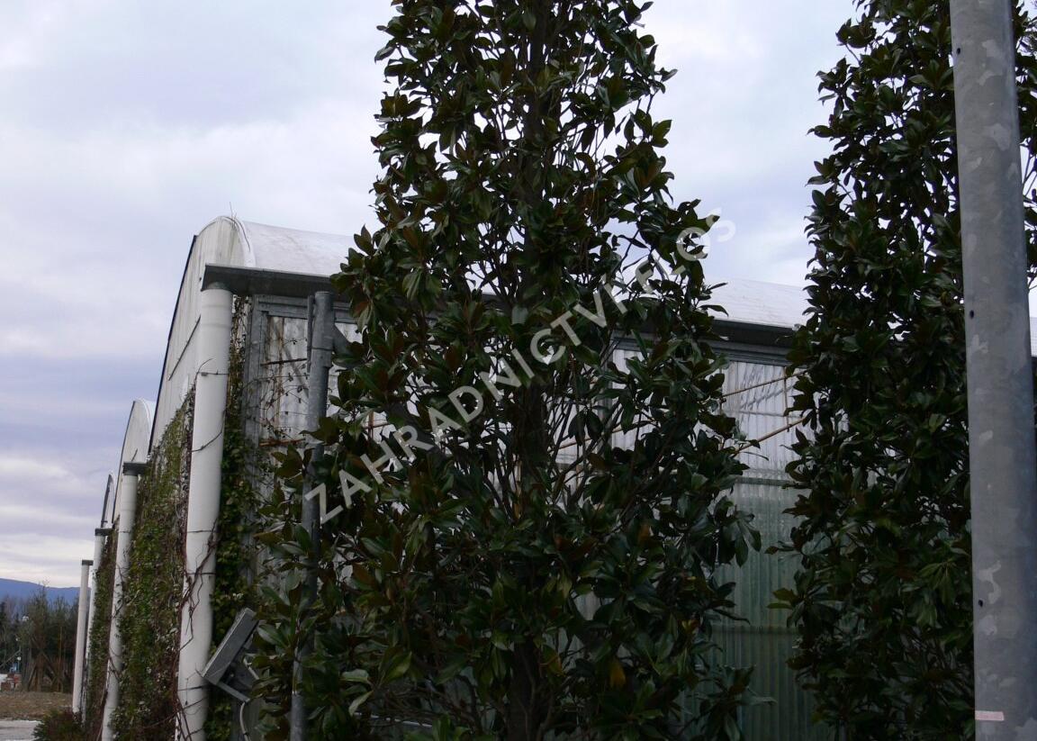 Šácholan velkokvětý 'Gallissoniensis' - Magnolia grandiflora 'Gallissoniensis'