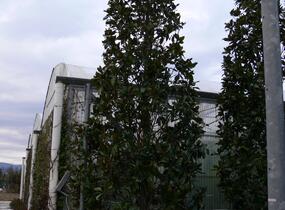 Šácholan velkokvětý 'Gallissoniensis' - Magnolia grandiflora 'Gallissoniensis'