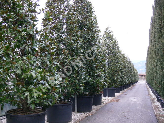 Šácholan velkokvětý 'Gallissoniensis' - Magnolia grandiflora 'Gallissoniensis'