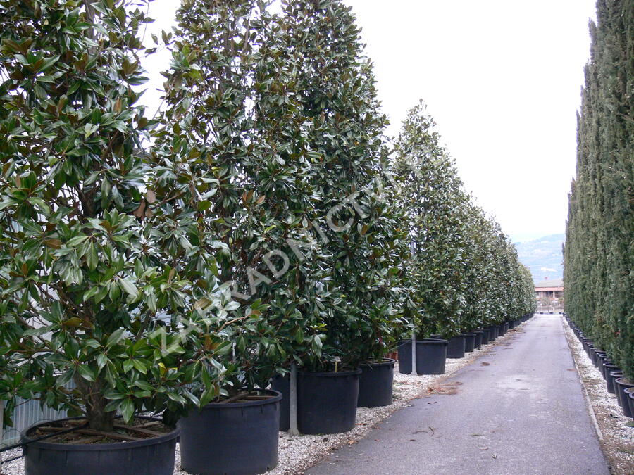 Šácholan velkokvětý 'Gallissoniensis' - Magnolia grandiflora 'Gallissoniensis'