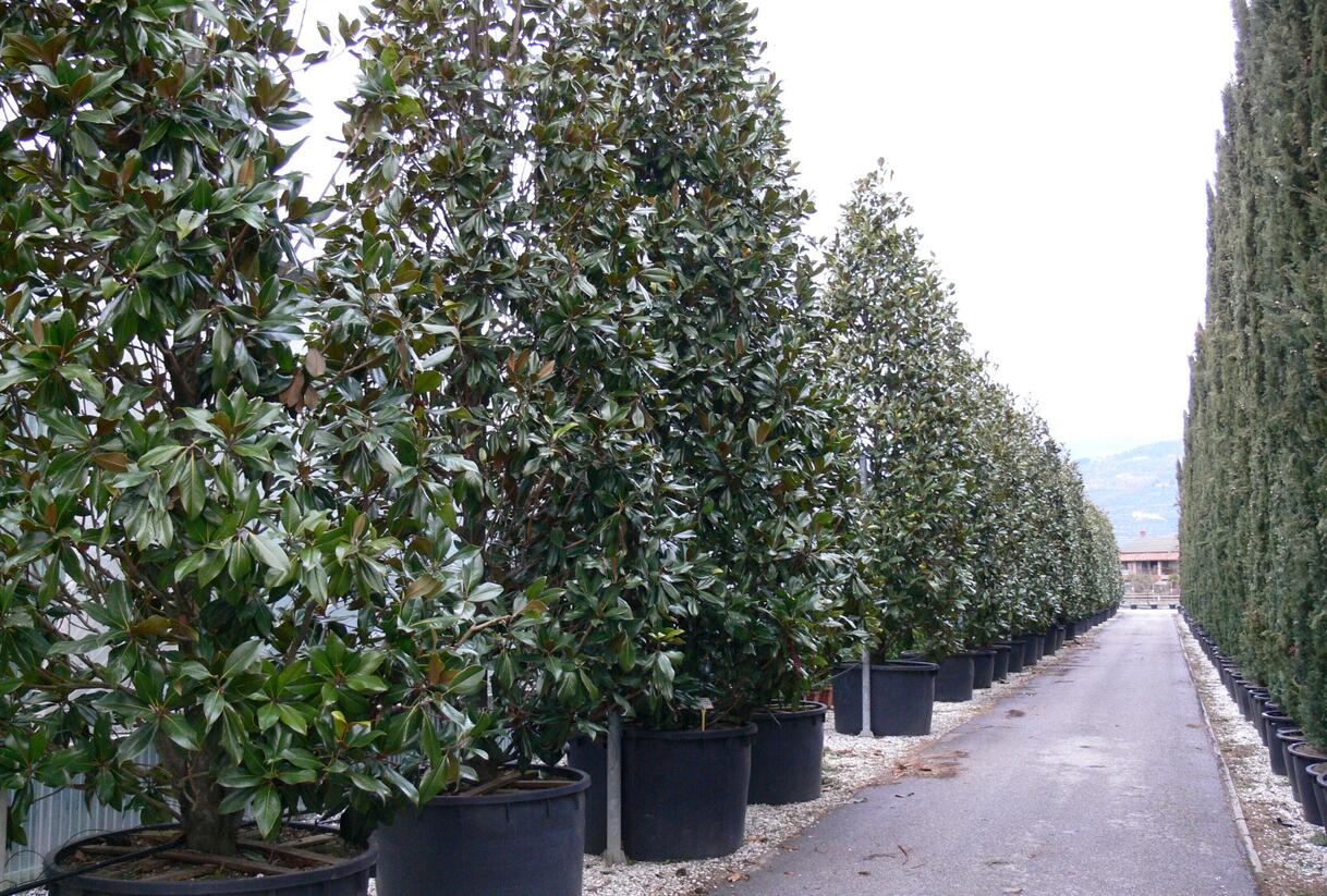 Šácholan velkokvětý 'Gallissoniensis' - Magnolia grandiflora 'Gallissoniensis'