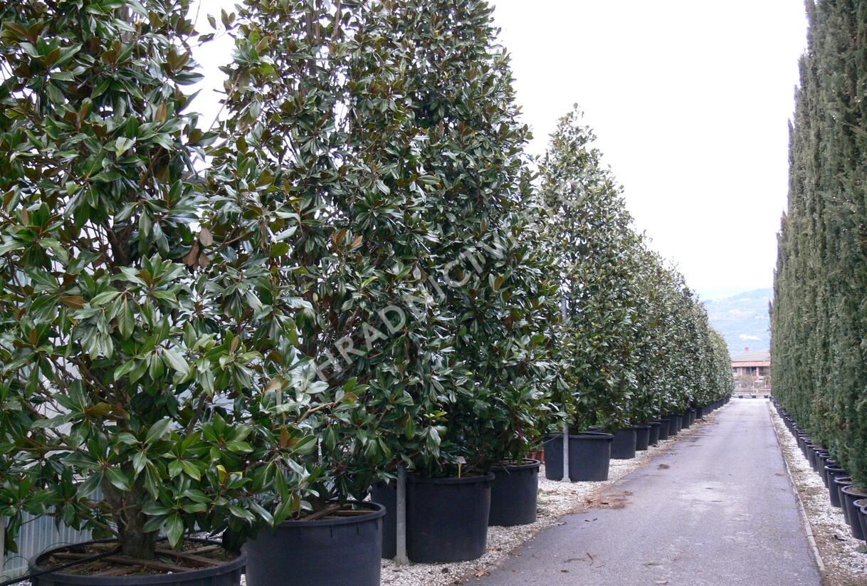 Šácholan velkokvětý 'Gallissoniensis' - Magnolia grandiflora 'Gallissoniensis'