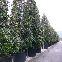 Šácholan velkokvětý 'Gallissoniensis' - Magnolia grandiflora 'Gallissoniensis'