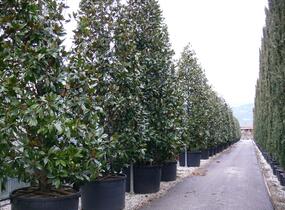 Šácholan velkokvětý 'Gallissoniensis' - Magnolia grandiflora 'Gallissoniensis'